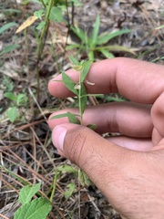 Scutellaria integrifolia