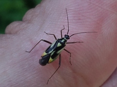 Grypocoris stysi
