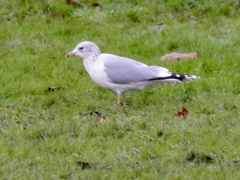 Larus canus