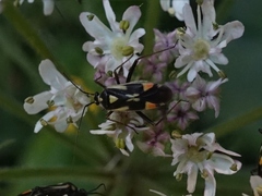 Grypocoris stysi