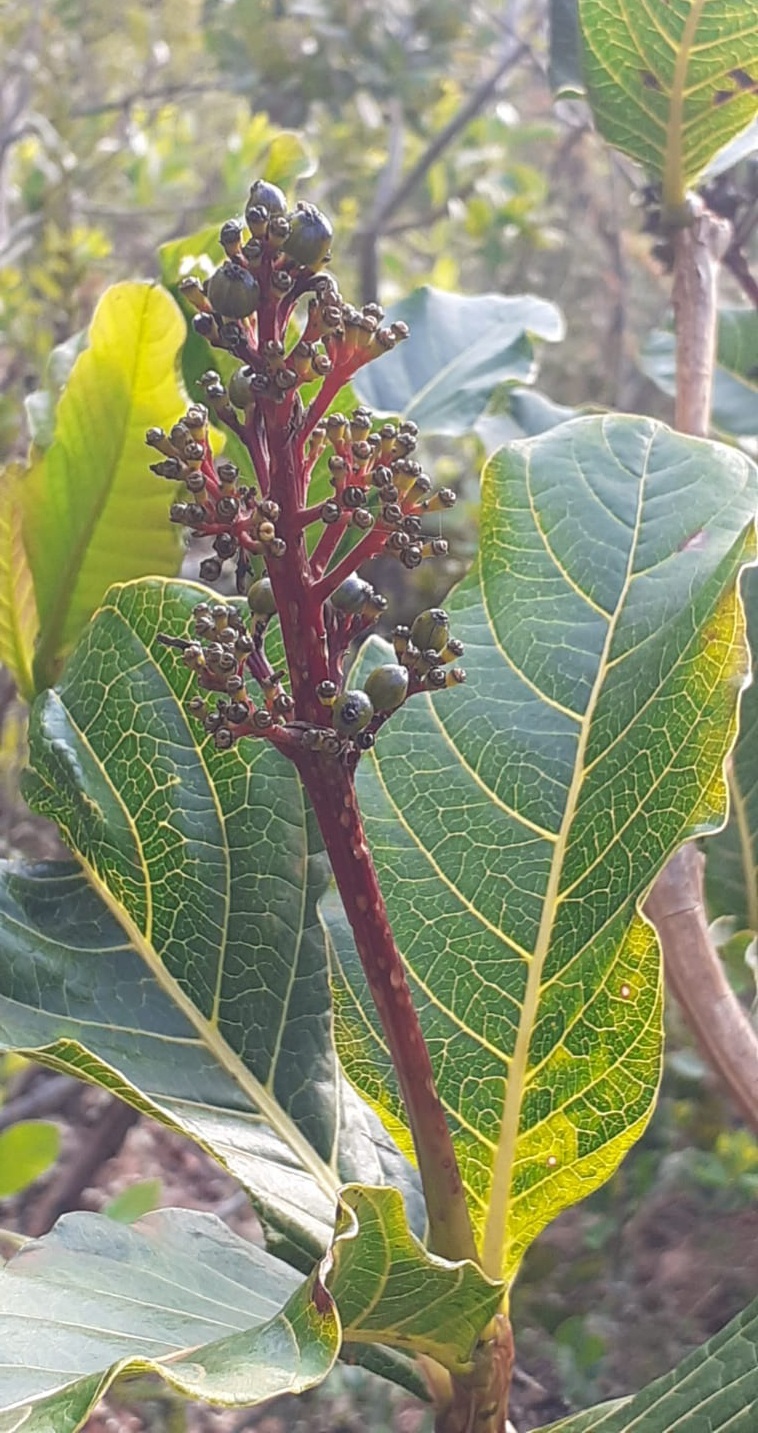 Palicourea rigida