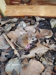 Peromyscus gossypinus allapaticola