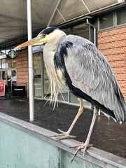 Ardea cinerea
