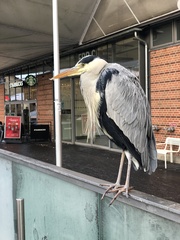 Ardea cinerea