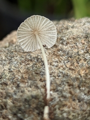 Setulosi
