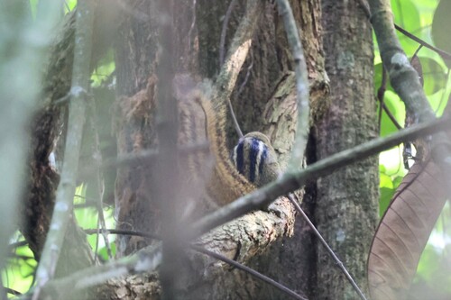 Boehm's Bush Squirrel