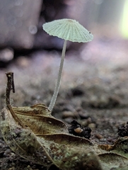 Setulosi