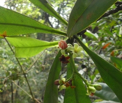 Ancistrocladus heyneanus