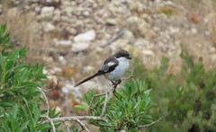 Lanius collaris collaris