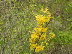 Forsythia