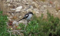 Lanius collaris collaris