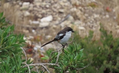 Lanius collaris collaris