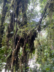 Polylepis