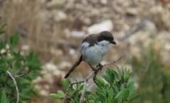 Lanius collaris collaris