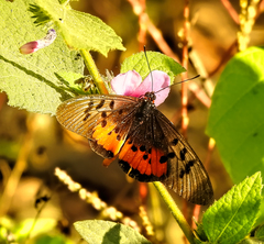 Acraea egina