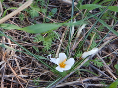 Crocus aleppicus