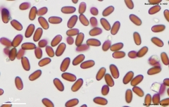 Coprinopsis stercorea