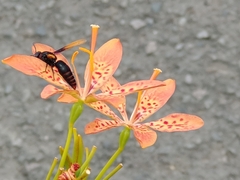 Rhynchium haemorrhoidale