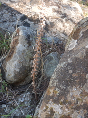 Umbilicus intermedius