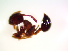 Crematogaster cerasi
