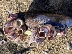 Megabalanus californicus