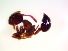 Crematogaster cerasi