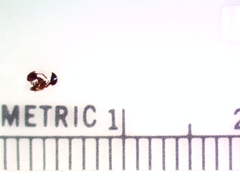 Crematogaster cerasi