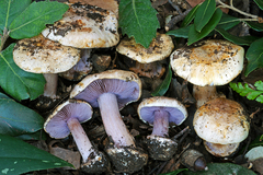 Cortinarius haasii