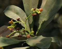 Ancistrocladus heyneanus