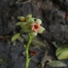 Ancistrocladaceae - Photo (c) Radha Veach, algunos derechos reservados (CC BY-NC), subido por Radha Veach
