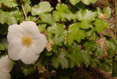 Rubus deliciosus