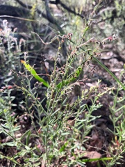 Gonocarpus elatus