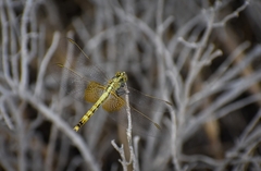 Erythrodiplax corallina