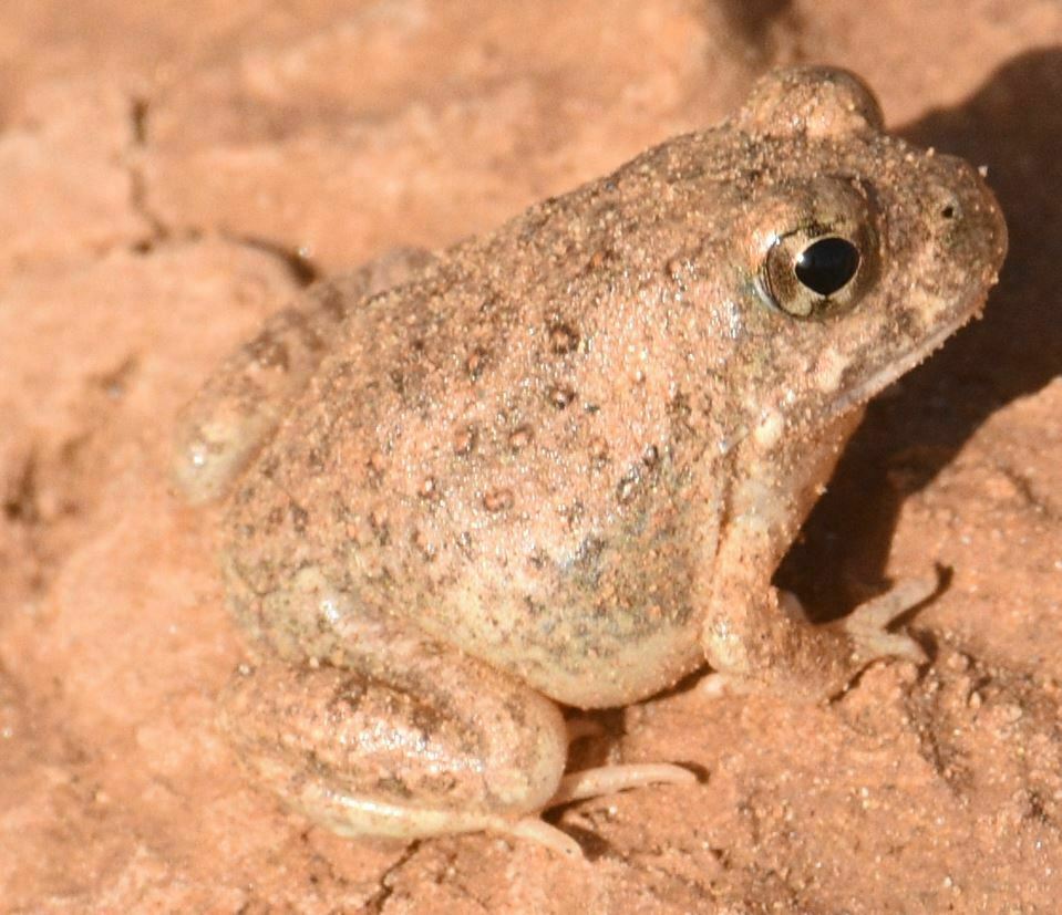 Mali Screeching Frog