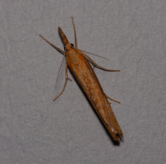 Agriphila