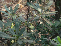 Ancistrocladus heyneanus