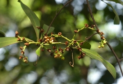 Ancistrocladus heyneanus