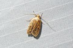 Agonopterix thelmae