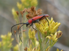 Crossidius coralinus