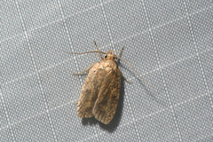 Agonopterix thelmae