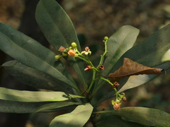 Ancistrocladus heyneanus