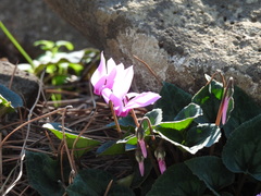Cyclamen persicum