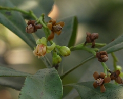 Ancistrocladus heyneanus