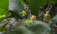 Ancistrocladus heyneanus