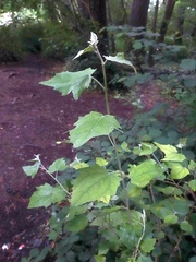 Populus × canescens