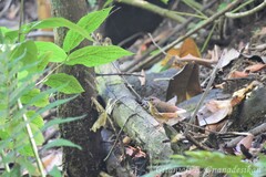 Myiothlypis fulvicauda