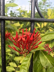 Ixora