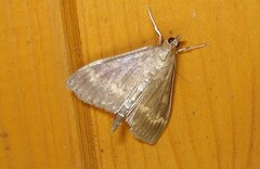 Ostrinia nubilalis