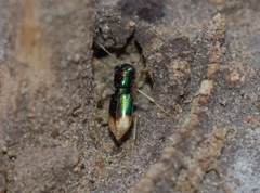 Tetracha
