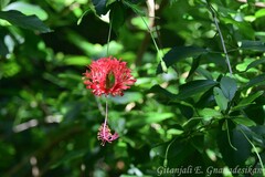Hibiscus schizopetalus